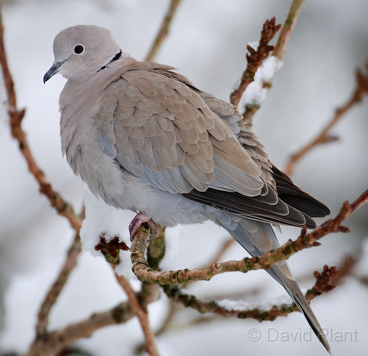 Collared dove - B.jpg - Collared dove in the snow - Gloucestershire